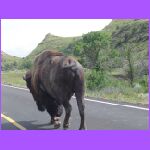 The Buffalo Passed Me.jpg